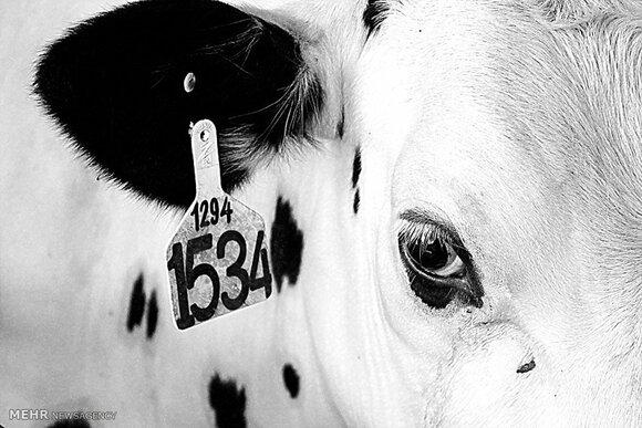 Dairy cattle herd
