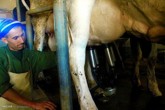 Dairy cattle herd