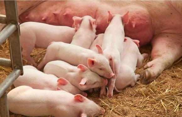 pig let