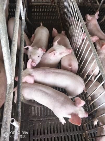 piglets for using Mono laurin