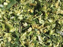 Chopped length of maize silage