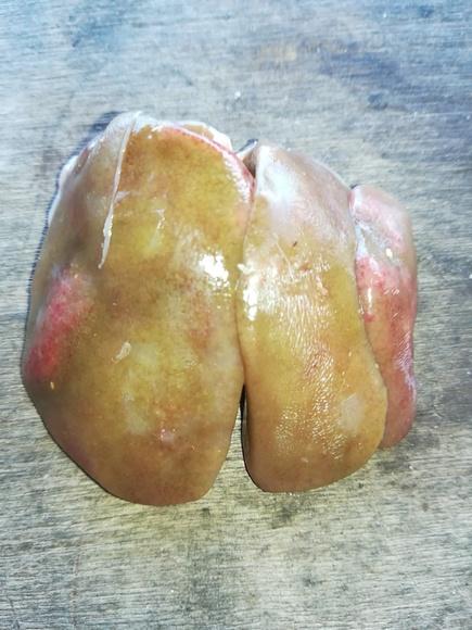 24 d.o liver of Broiler chicken
