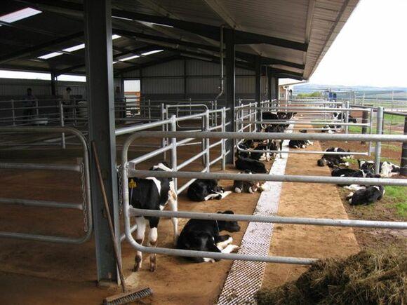 Calf direction gates