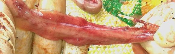clostridial enteritis..??
