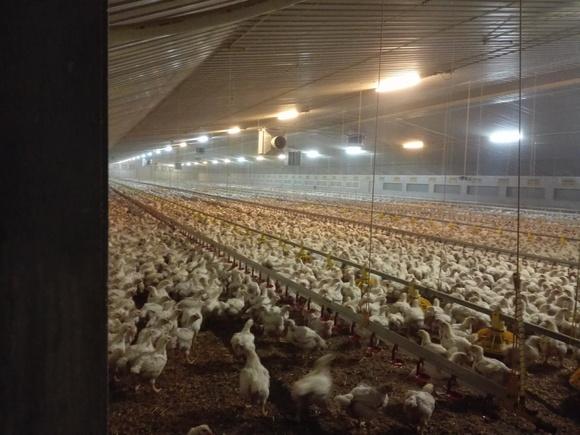 A broiler production site in Grantham a village in England