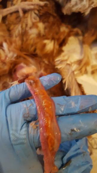 Intestinal problems