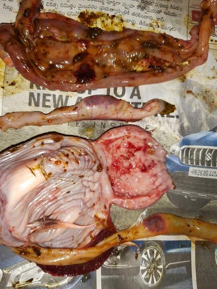 Newcastle Disease: Entire alimentary tract' clinico morphological signs