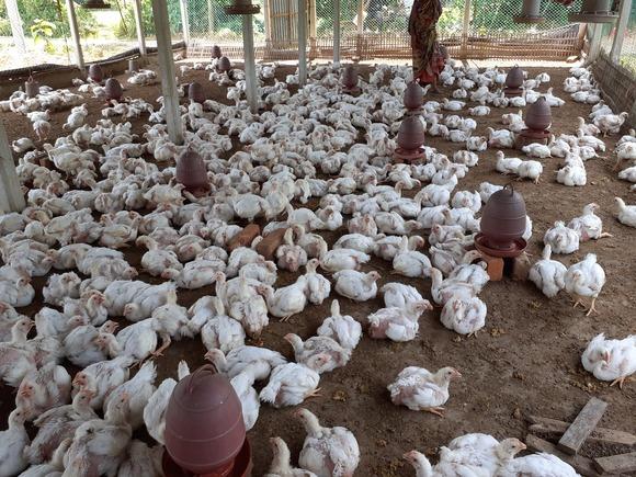 Broiler Production in Bangladesh