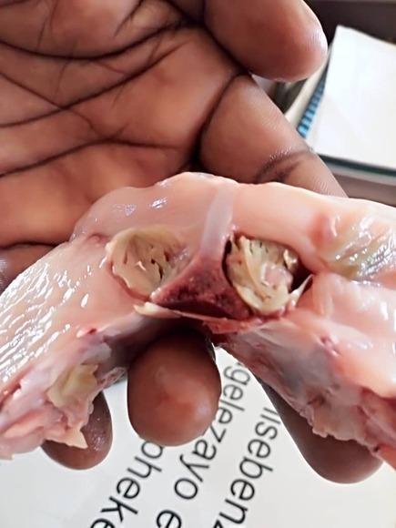 6 week old slaughtered broiler