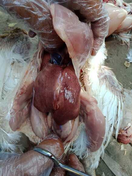 Mycotixicosis in broiler where Liver and kidney lesions are observed.