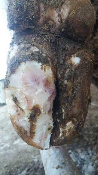 Infected hoof