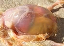 Ascites in broiler