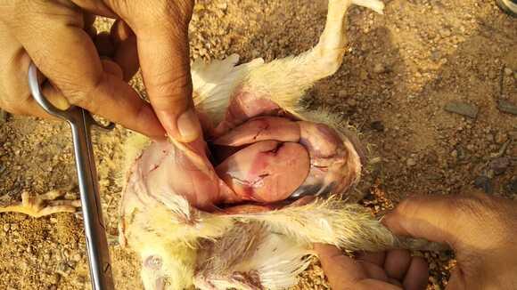 Aflatoxicosis in Poultry