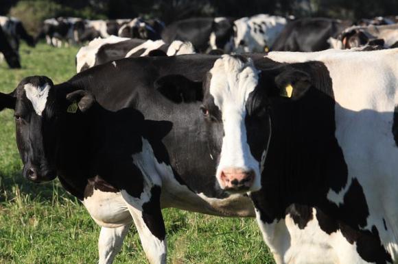 Holstein Friesian Cattle