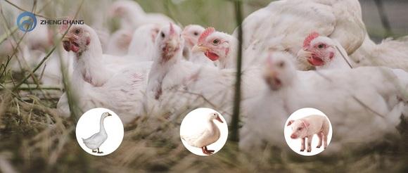 ZHENG CHANG Livestock & Poultry Feed Production Line