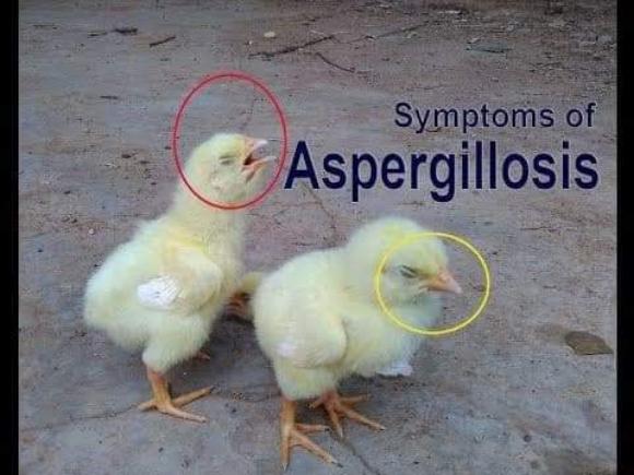 Aspergillosis