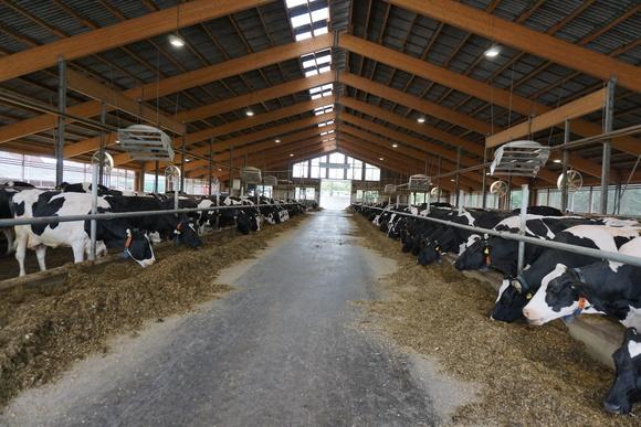 Cow Cooling with 72" VHV