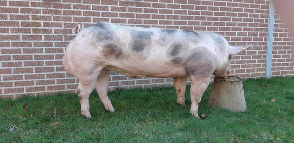 Belgian Pietrain boars