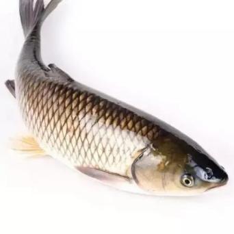 Grass carp