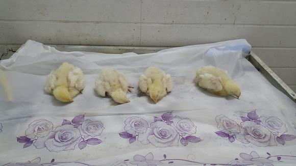 angara(hydropericard only)in 10 days old poultry