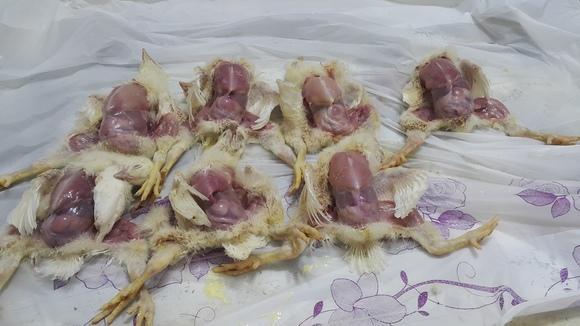 angara(hydropericard onle)in 10 days old poultry