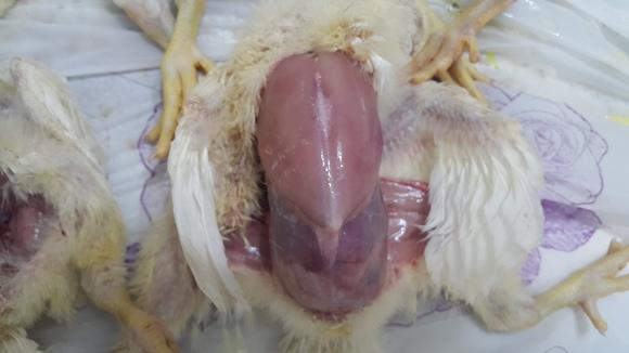 angara(hydropericard onle)in 10 days old poultry