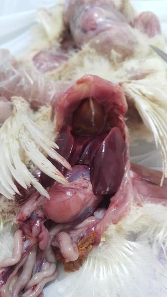 angara(hydropericard onle)in 10 days old poultry