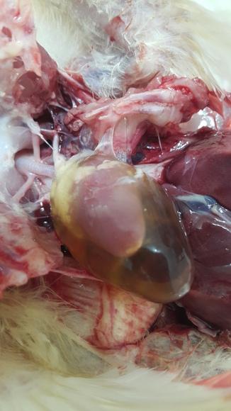angara(hydropericard onle)in 10 days old poultry