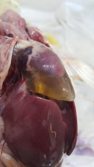 angara(hydropericard onle)in 10 days old poultry
