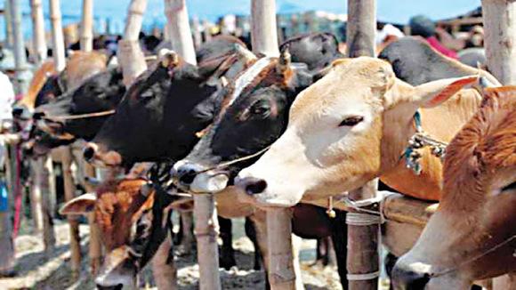 Dairy farming