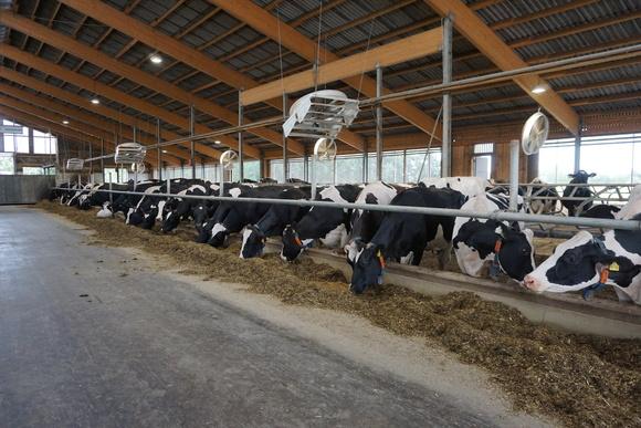 Perfect Cow Comfort looks like ...