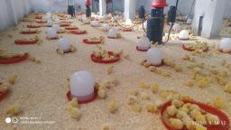 commercial broiler farm