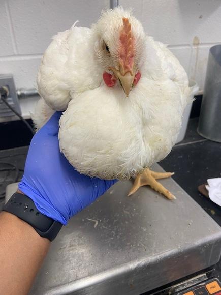 Inflammation of gizzard in large broiler birds