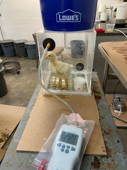 Estimation of CO2 emission from chickens using self made CO2 gas chember