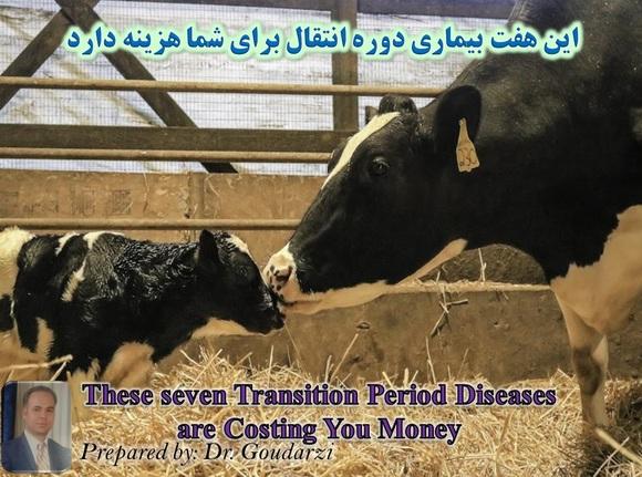 These seven Transition Period Diseases are Costing You Money