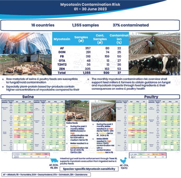 Analyzing mycotoxin risk contamination around the world from June