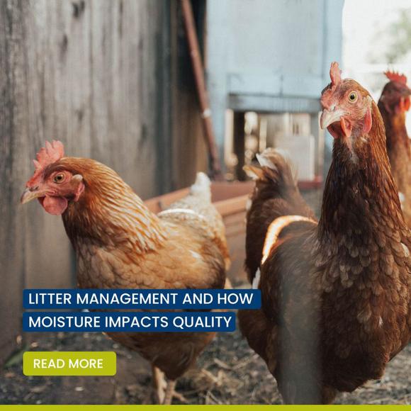 Litter management and how moisture impacts quality