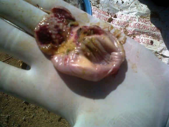 Proventricular Haemmorahges