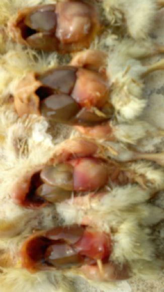 salmonella