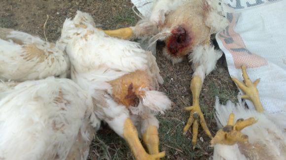 Vent pecking in Broilers