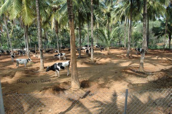 Our dairy farm
