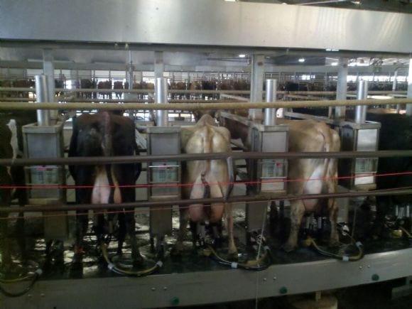 Carousel Milking Parlor