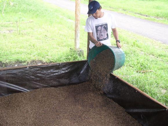 Total Maggots yields
