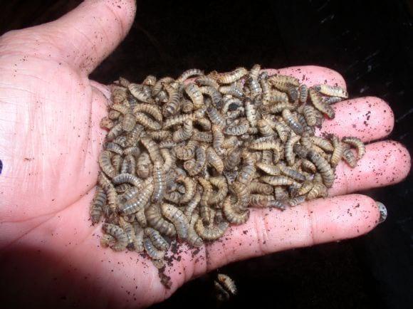 Maggot 2