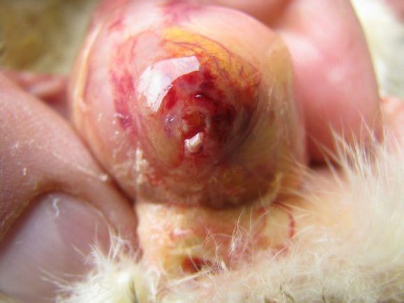 Poultry Diseases