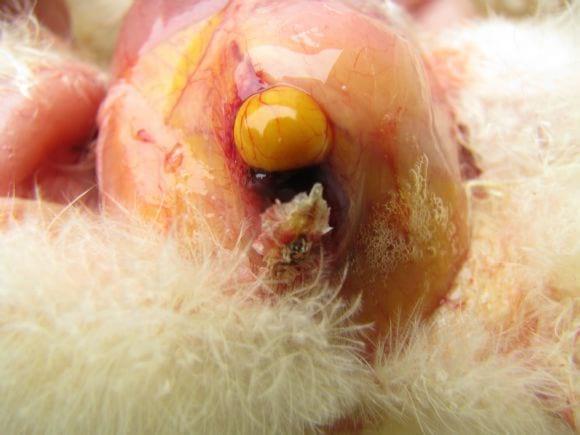 Poultry Diseases