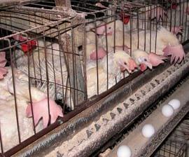 Chicken Welfare Concerns