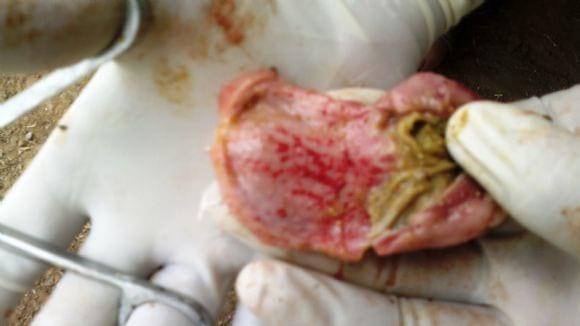 Proventricular haemmorhage