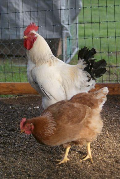 3000 Pure Desi Chickens Available