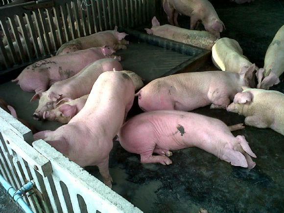 Swine in Singburi